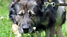 Die Polizei setzt Spürhunde ein.