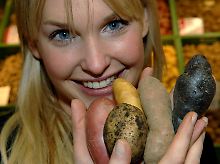 Ann-Kathrin zeigt edle Kartoffelsorten: (l-r) Cherie, Sieglinde, La Ratte, Naglerner Kipfler und Vitelotte Chinatrüffel.