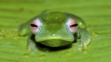 Die Pilzinfektion lässt die Tiere schnell und in großer Zahl sterben.