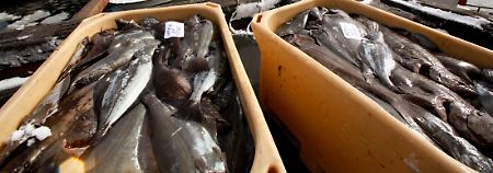 Wie viele Fische weltweit von einer Schwermetallbelastung betroffen sind, können Experten nur spekulieren.