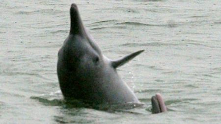 "Pink Dolphins" sind nicht gänzlich pink, haben aber eine besondere Farbe.