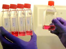 Täuschen Arbeitnehmer eine  Schweinegrippe vor und bleiben zu Hause, hat dies laut britischen Arbeitgebern erhebliche Auswirkungen auf die Wirtschaft.