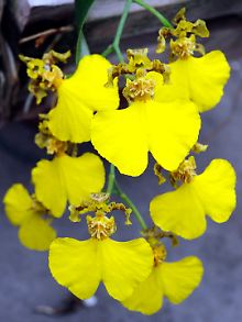 Die neue Orchideenart "Oncidium herrenhusanum" wird im Berggarten der Herrenhäuser Gärten in Hannover präsentiert