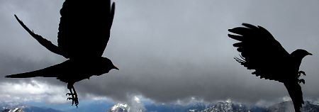Dohlen vor aufziehenden Regenwolken auf der Zugspitze bei Grainau (Oberbayern).