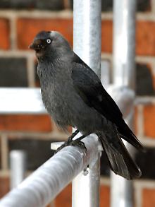 Der NABU und der Landesbund für Vogelschutz (LBV)  haben die Dohle (Coloeus monedula) zum "Vogel des Jahres 2012" gekürt