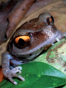Ein asiatischer Krötenfrosch: Auch dieser Frosch ist einer der mehr als 350 neuen Arten, die im Himalaya entdeckt wurden.