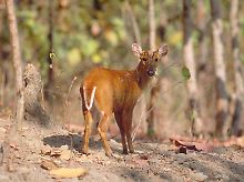 Ein Indischer Muntjak - der kleinste Hirsch der Welt.