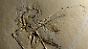Dieser versteinerte Urvogel Archaeopteryx wurde im bayerischen Altmühltal als elftes Exemplar in Deutschland gefunden.