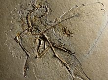 Dieser versteinerte Urvogel Archaeopteryx wurde im bayerischen Altmühltal als elftes Exemplar in Deutschland gefunden.