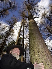 25 Meter hohe und ca. 120 Jahre alte Lärche in einem Wald nahe dem sächsischen Ort Reudnitz.