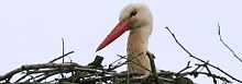 Er bleibt auch bei schlechtem Wetter auf dem Nest sitzen: der Storch.