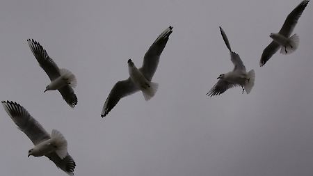 Nimmt der Sturm zu, rücken die Möwen dicht zusammen. Andere Vögel reagieren anders.