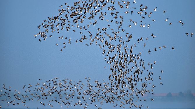 Faszinierendes Naturspektakel: Wenn die Vögel ziehen