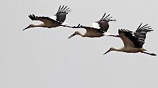 Faszinierendes Naturspektakel: Wenn die Vögel ziehen