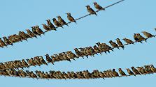 Faszinierendes Naturspektakel: Wenn die Vögel ziehen