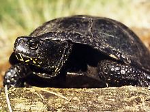 Eine europäische Sumpfschildkröte.