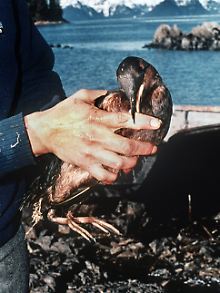 Am 24. März vor 1989 lief der Supertanker "Exxon Valdez" auf das Bligh-Riff im Prinz-William-Sund auf. 42 Millionen Liter Öl liefen aus und verwandelten einen 2400 Kilometer langen unberührten Küstenstreifen in einen klebrigen Teerstrand. 250.000 Seevögel, 2800 Otter, 300 Seehunde, 250 Seeadler und 20 Wale starben.