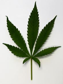 Hilft der Konsum von THC auch beim Menschen gegen die Abhängigkeit von Opiaten? Bei Ratten scheint es zu funktionieren.