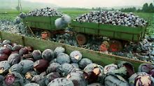 Rotkohl-Ernte bei Fritzlar im Schwalm-Eder-Kreis. Es ist das größte zusammenhängende Anbaugebiet in Deutschland.
