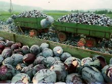 Rotkohl-Ernte bei Fritzlar im Schwalm-Eder-Kreis. Es ist das größte zusammenhängende Anbaugebiet in Deutschland.