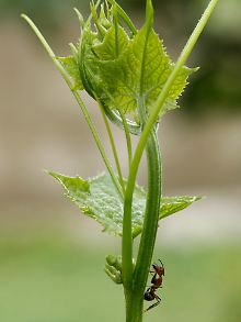 Die befallenen Ameisen krabbeln auf kleine Pflanzen und Gräser und sterben in fast genau 25 Zentimetern Höhe.