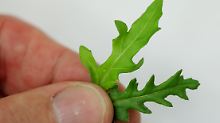 Original Rucola-Salatblatt (links) und das giftige Ebenbild.