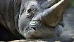 Für das Überleben verstümmelt: Simbabwe enthornt Rhinozerosse