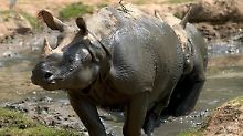 Für das Überleben verstümmelt: Simbabwe enthornt Rhinozerosse