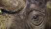 Für das Überleben verstümmelt: Simbabwe enthornt Rhinozerosse