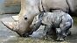 Ein neugeborenes Südliches Breitmaulnashorn im Erfurter Zoopark gibt Anlass zu Hoffnung.