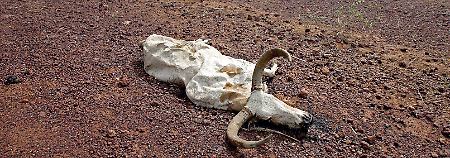 Der Klimawandel ist in der Sahel-Zone deutlich spürbar.