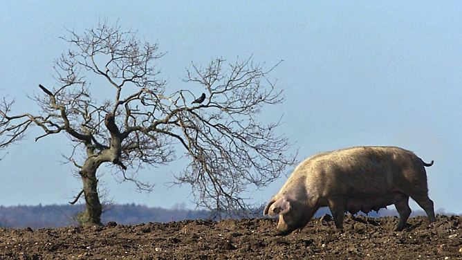 Reinlich, gesellig und intelligent: Schweine