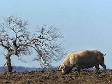 Fleischkonsum durch natürlich Tierhaltung.