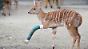 Nicht nur Menschen trifft es - auch diese kleine Antilope im Zoo in Hannover erlitt einen Beinbruch.