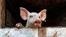 Kreativer Gewässerschutz in Taiwan: Toiletten für Schweine