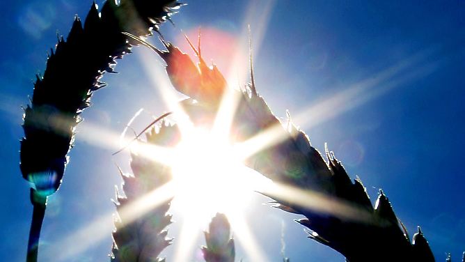 So wird das Wetter: Vorhersagen vom Feld