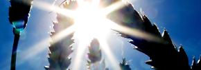 So wird das Wetter: Vorhersagen vom Feld