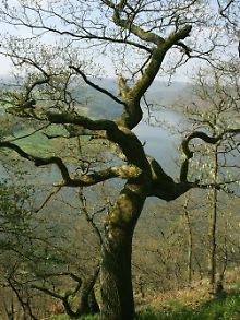 Eine jahrhundertealte Eiche auf der Halbinsel Scheid am Rand des Urwaldsteigs.