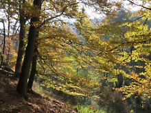 Herbstlicher Buchenwald im Nationalpark Kellerwald-Edersee bei Bringhausen 