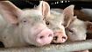 Kreativer Gewässerschutz in Taiwan: Toiletten für Schweine