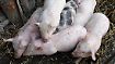 Kreativer Gewässerschutz in Taiwan: Toiletten für Schweine