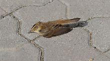 Eher ein seltener Anblick: ein toter Spatz auf dem Gehweg.