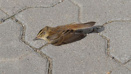 Eher ein seltener Anblick: ein toter Spatz auf dem Gehweg.