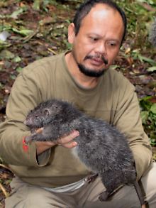 Diese Riesenratte wurde 2007 in Indonsien entdeckt. Sie wiegt 1,4 Kilogramm. 