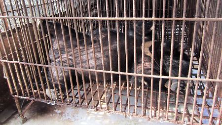 Aufnahme der Animals Asia Foundation von einem geretteten Tier im Bären-Rettungszentrum in Tam Dao.