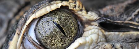 Die Familien der Echten Krokodile und Alligatoren gibt es schon seit 80 Millionen Jahren.