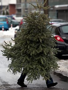 Im Weihnachtsbaum könnten sich Zecken verstecken.