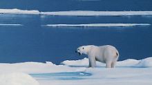 Der Eisbär hat das Potenzial, sich anzupassen. Unter Umständen kann er sich auf die Jagd an Land einstellen.
