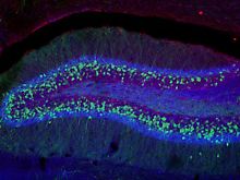 Erregende Nervenzellen (grün) und Einflussbereiche hemmender Synapsen (blau, rot) im Hippokampus, einer Hirnregion, deren Funktion bei vielen Epilepsieformen gestört ist.