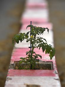 Eine kleine Tomatenpflanze in einem Betonsicherheitsstreifen vor der Großbaustelle der Staatsbibliothek in Berlin.